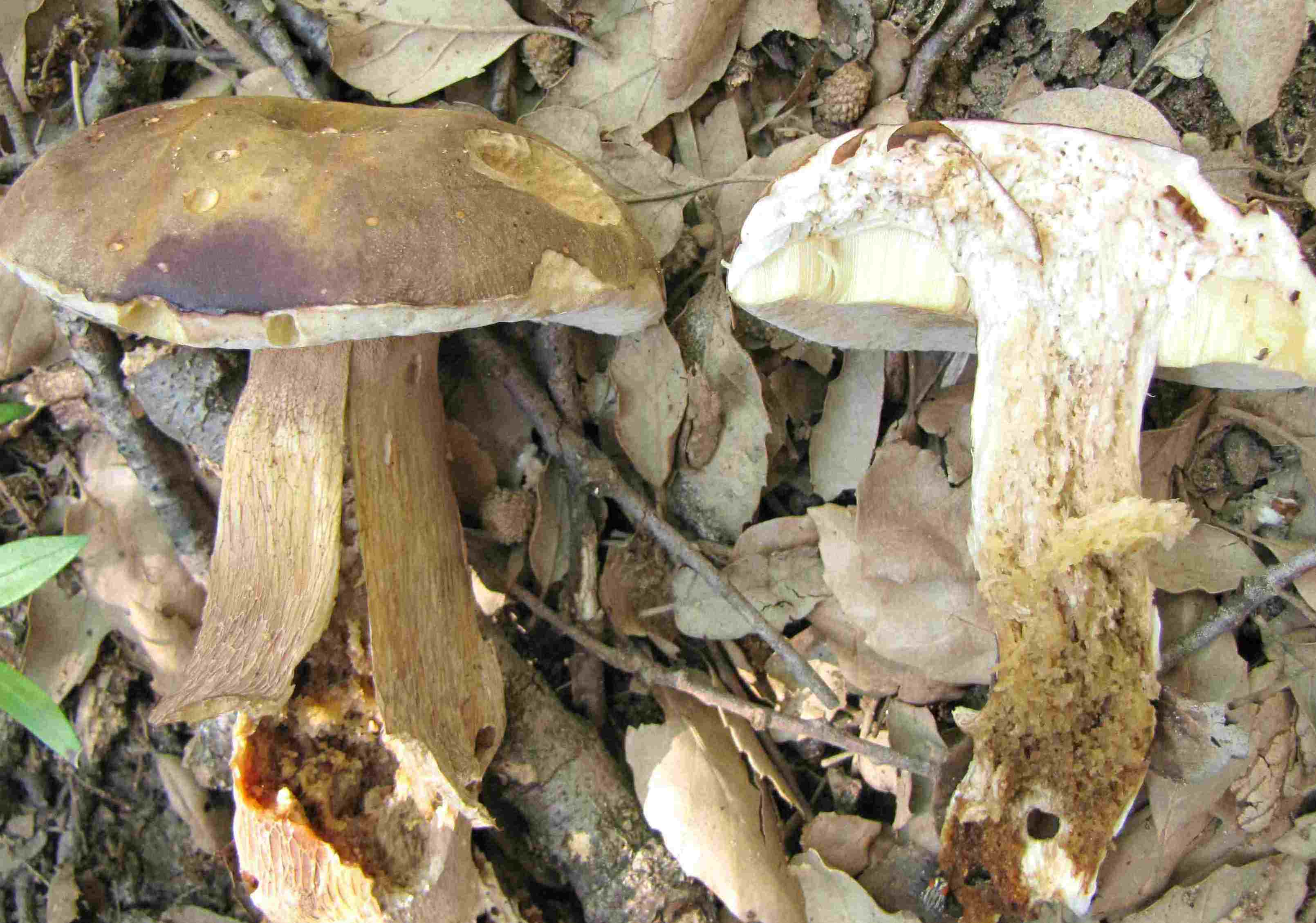 funghi e querce